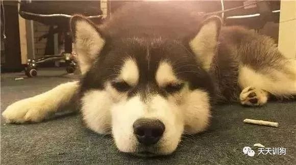 狗狗身上有皮屑能驱虫吗,狗狗身上皮屑用什么药