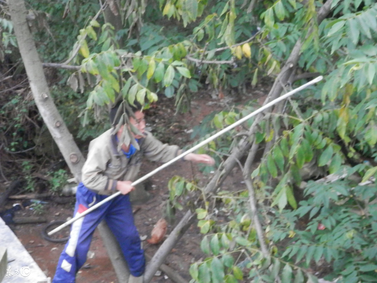 核桃油真的有网上说的那么好吗,核桃油到底有没有必要
