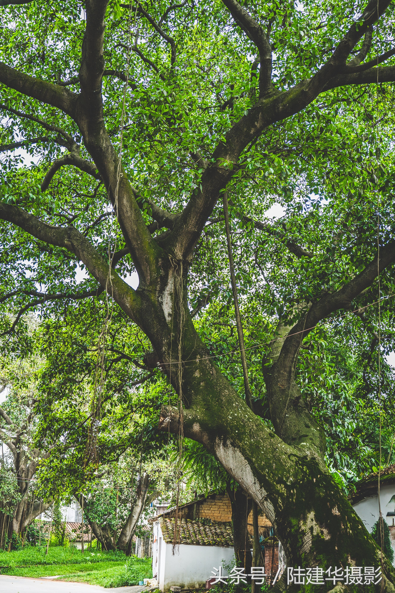 东莞世界工厂,东莞的十大古村落
