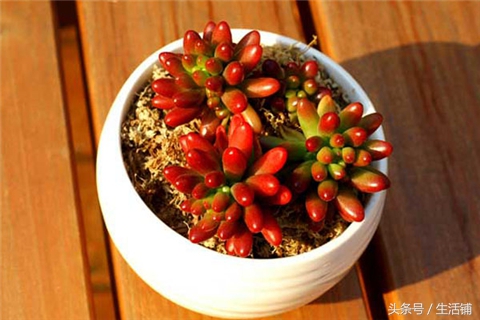 景天科1000种多肉植物图鉴,常见的景天科多肉植物的名称