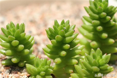 景天科1000种多肉植物图鉴,常见的景天科多肉植物的名称