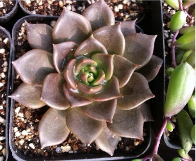 经过一个夏天活下来的多肉,一年四季都出状态的多肉