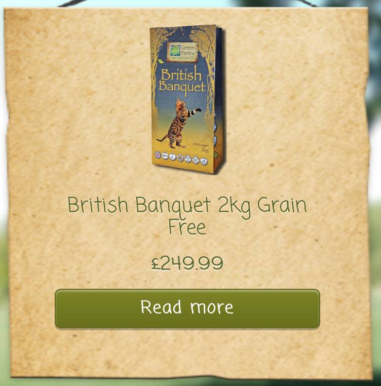 精致猫咪必备品有哪些种类,这几种猫咪养得起的都是土豪