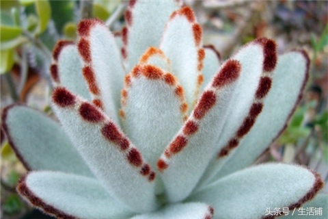 景天科1000种多肉植物图鉴,常见的景天科多肉植物的名称