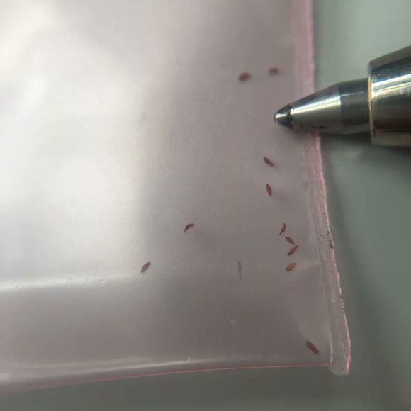 多肉种子鉴别,怎么判断多肉种子的真假