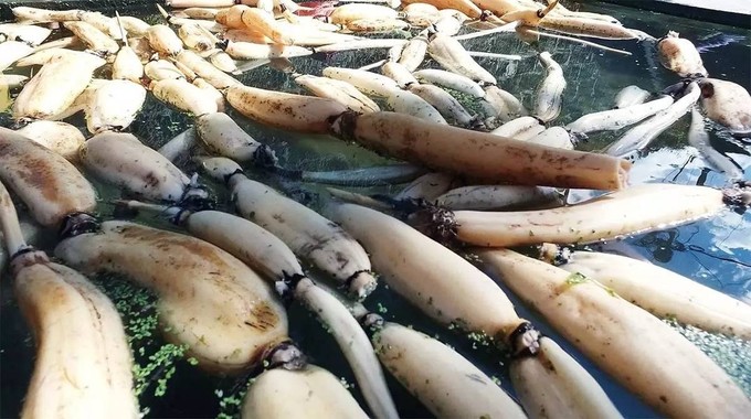 萌宝看世界——插画师妈妈和萌宝的腾冲之旅