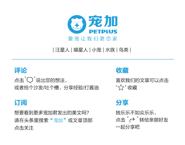 最贵的猫咪,世界上最贵的猫咪十大排名