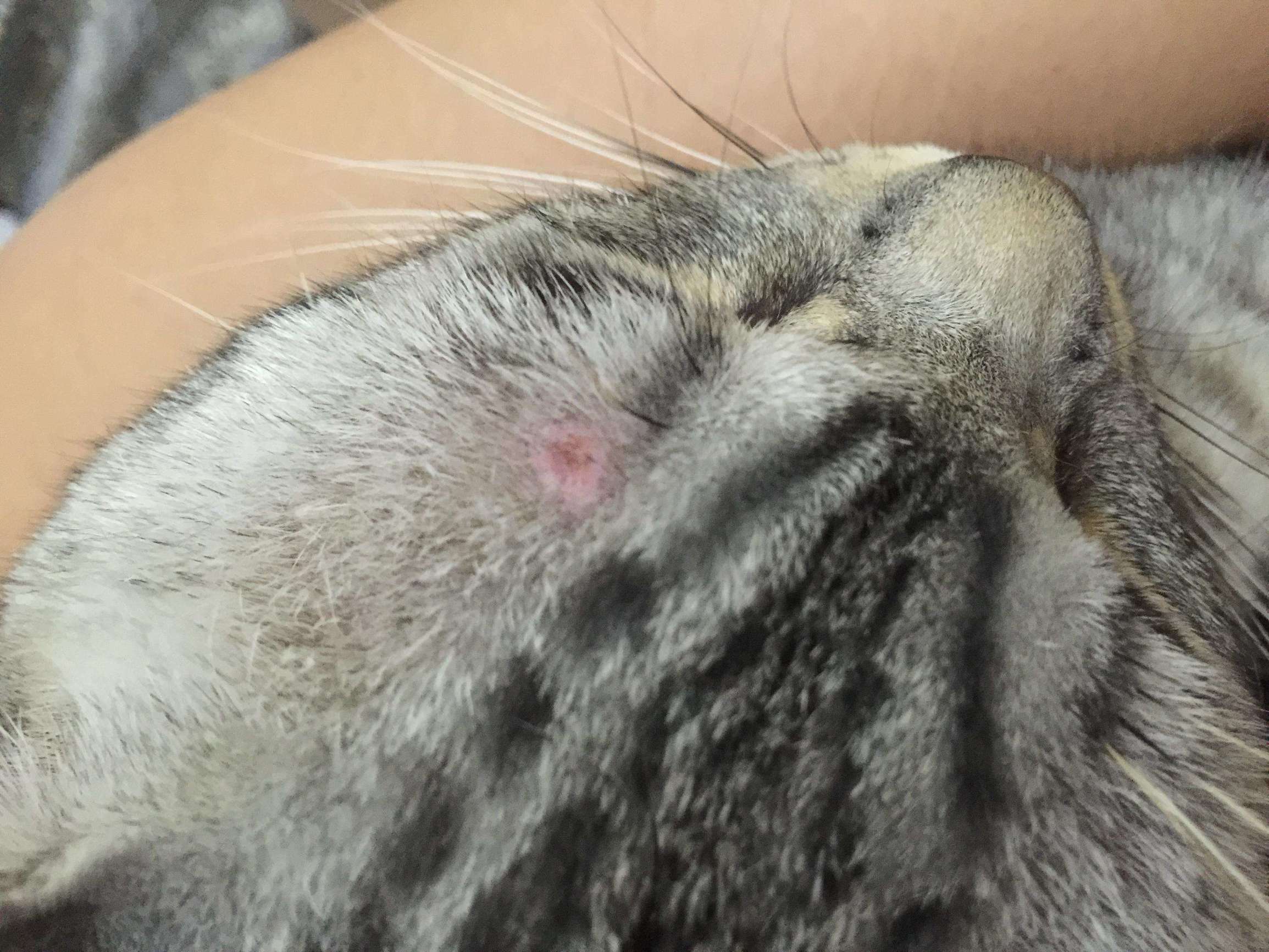 猫癣在治疗的过程中传染吗,猫癣能传染成年健康猫吗