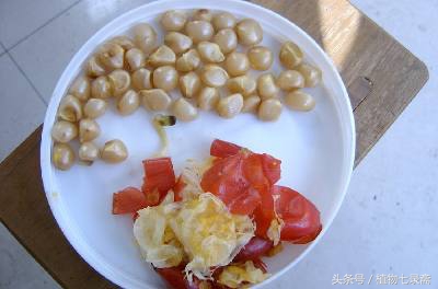 自家君子兰种子种君子兰方法,用一粒种子如何养出一盆君子兰