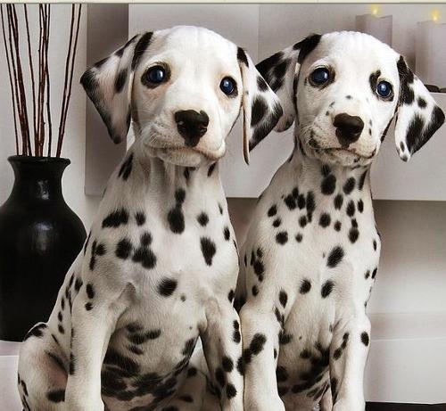 斑点狗多大开始长斑点,斑点狗身上的斑点怎么多一点