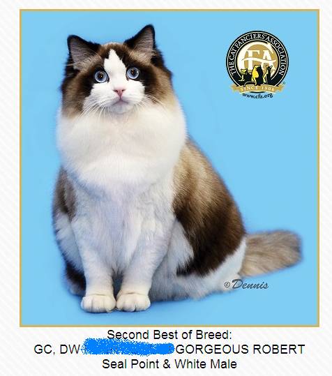 吸猫大赛第一名,吸猫大赛白喵