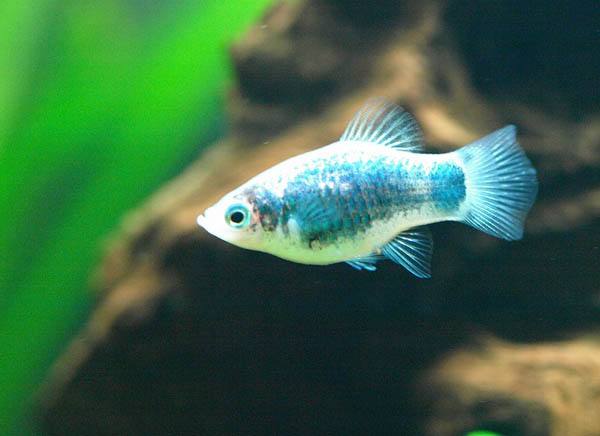 观赏鱼月光鱼图片,热带彩虹小型鱼观赏鱼