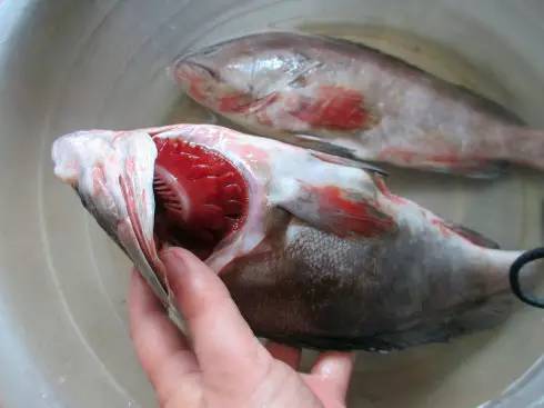 市场海鲜怎么买,挑选新鲜海鲜的正确方法