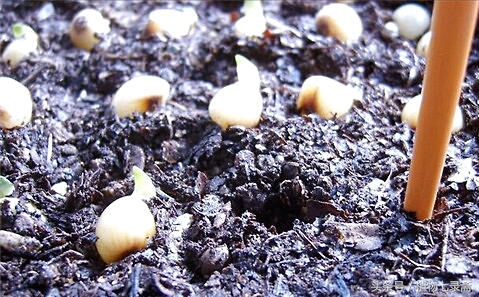 自家君子兰种子种君子兰方法,用一粒种子如何养出一盆君子兰