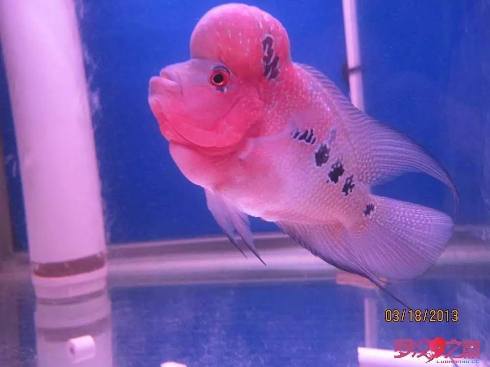 梭菌性肠炎的症状用什么药治疗,肠炎食疗最简单方法