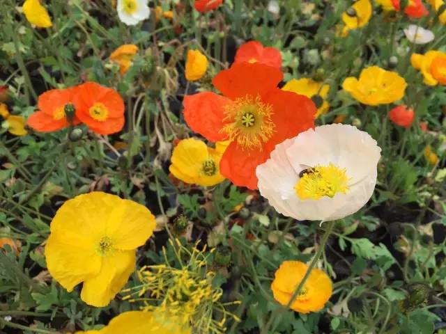 福利春季晒花大赛开始投票啦，价值万元好礼等你来拿！（后附石象湖门票中奖名单）
