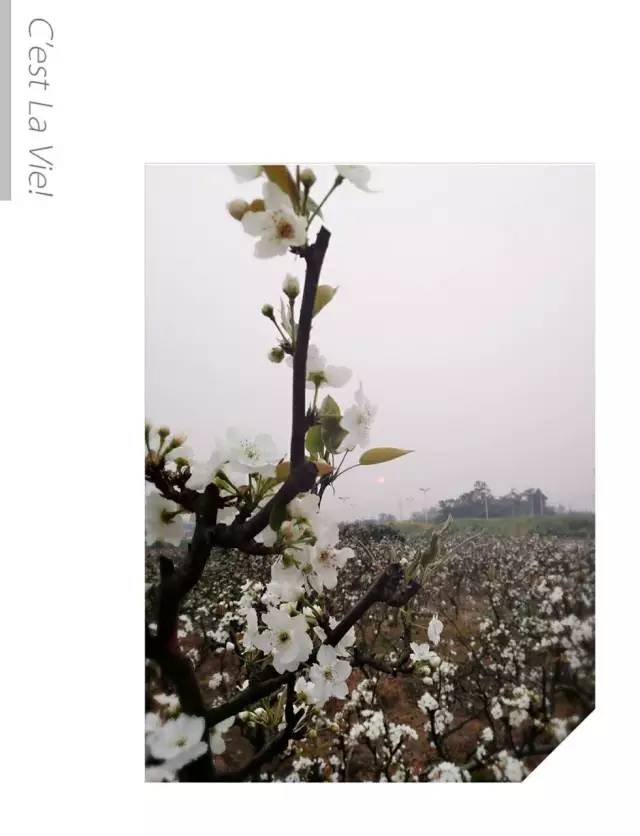 福利春季晒花大赛开始投票啦，价值万元好礼等你来拿！（后附石象湖门票中奖名单）