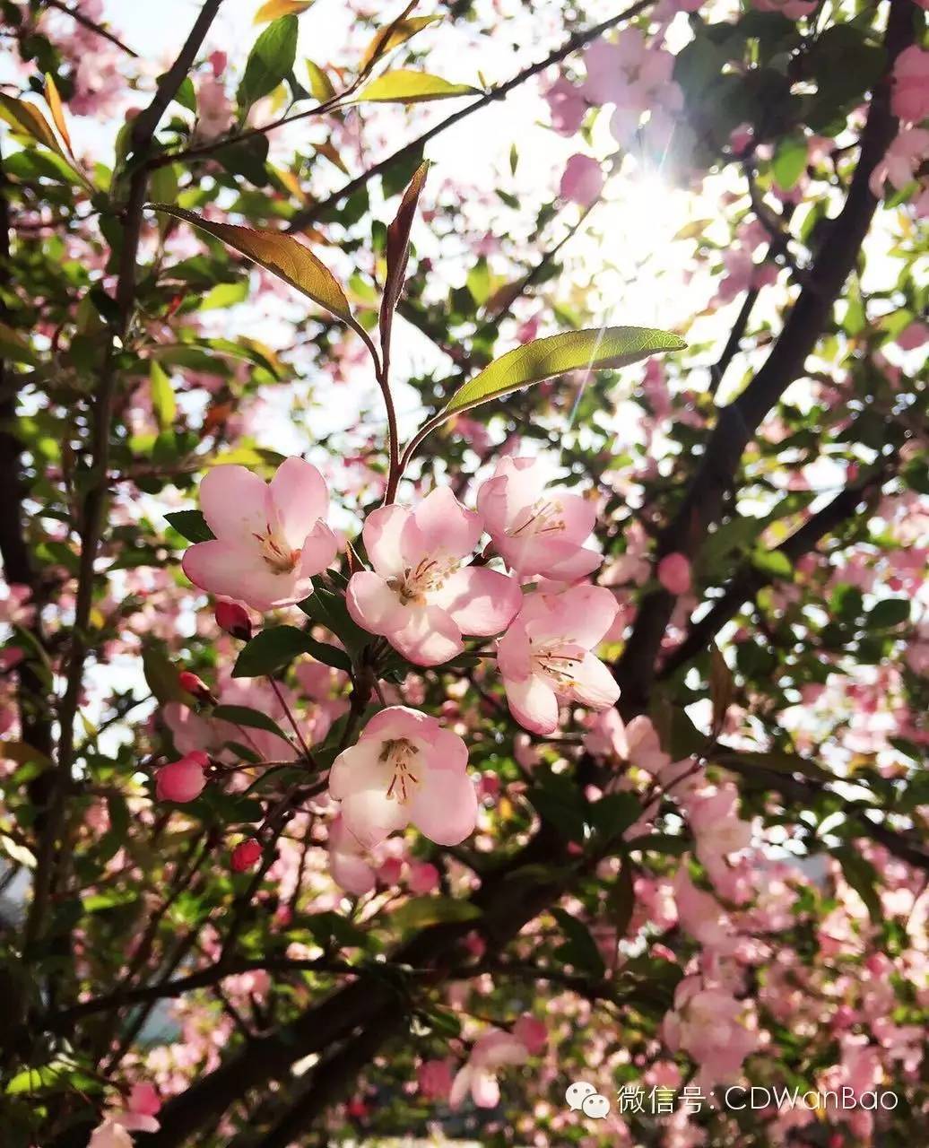 福利春季晒花大赛开始投票啦，价值万元好礼等你来拿！（后附石象湖门票中奖名单）