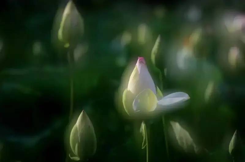 荷花依然淡淡香,走过四季荷花依然香下一句