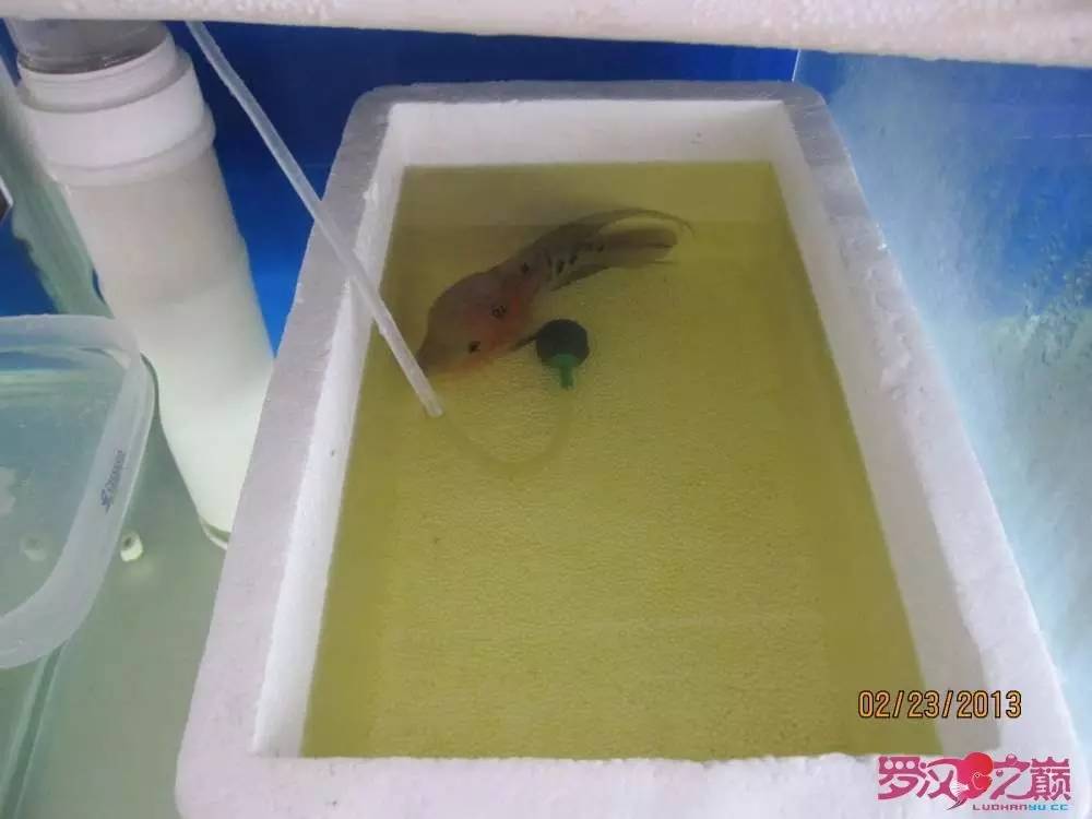 梭菌性肠炎的症状用什么药治疗,肠炎食疗最简单方法