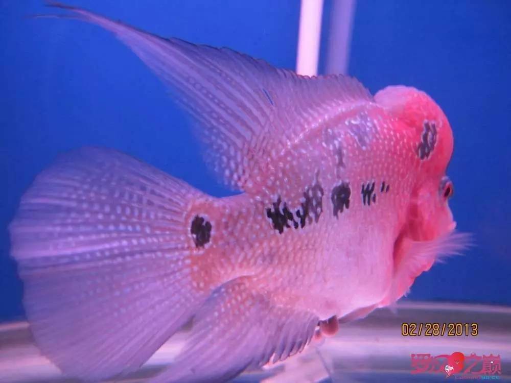 梭菌性肠炎的症状用什么药治疗,肠炎食疗最简单方法