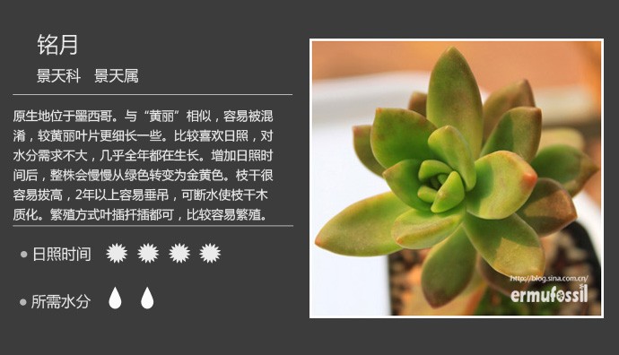 史上最全的多肉植物名字对照图，终于找齐了！