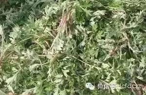 春季野菜采摘图解高清图片,春季野菜多种做法