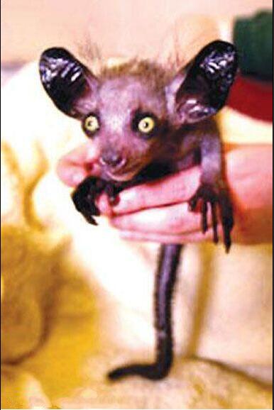 世界上最小的猴子视频,世界上最小的猴子图片