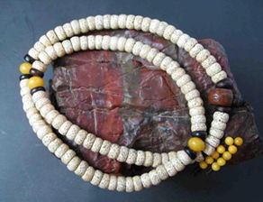 比较大的菩提,你认识多少种野果