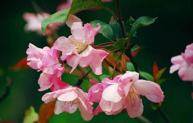 福利春季晒花大赛开始投票啦，价值万元好礼等你来拿！（后附石象湖门票中奖名单）