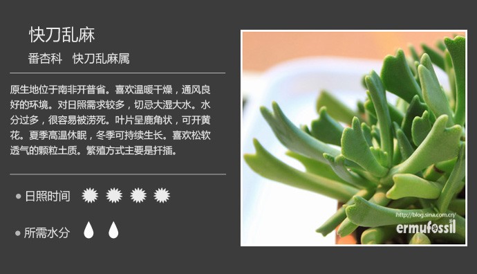 史上最全的多肉植物名字对照图，终于找齐了！