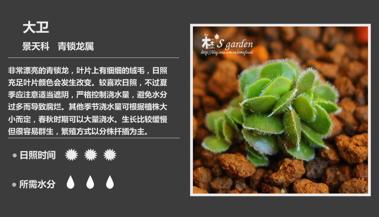 史上最全的多肉植物名字对照图，终于找齐了！