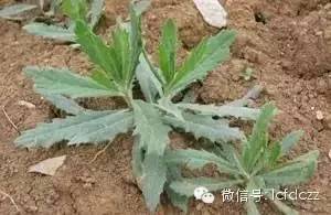 春季野菜采摘图解高清图片,春季野菜多种做法