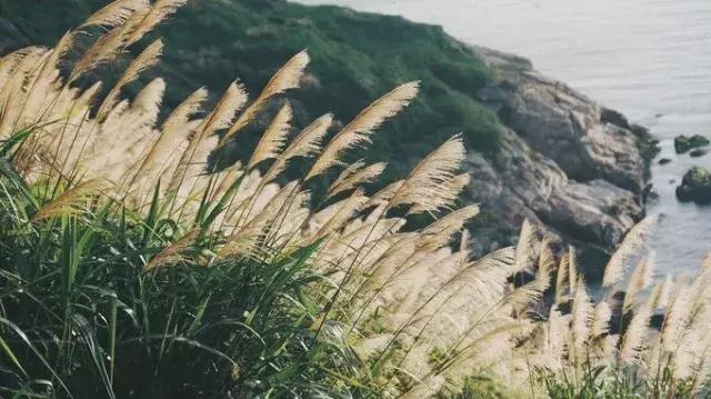 花鸟岛海岛游,花鸟岛海岛旅游