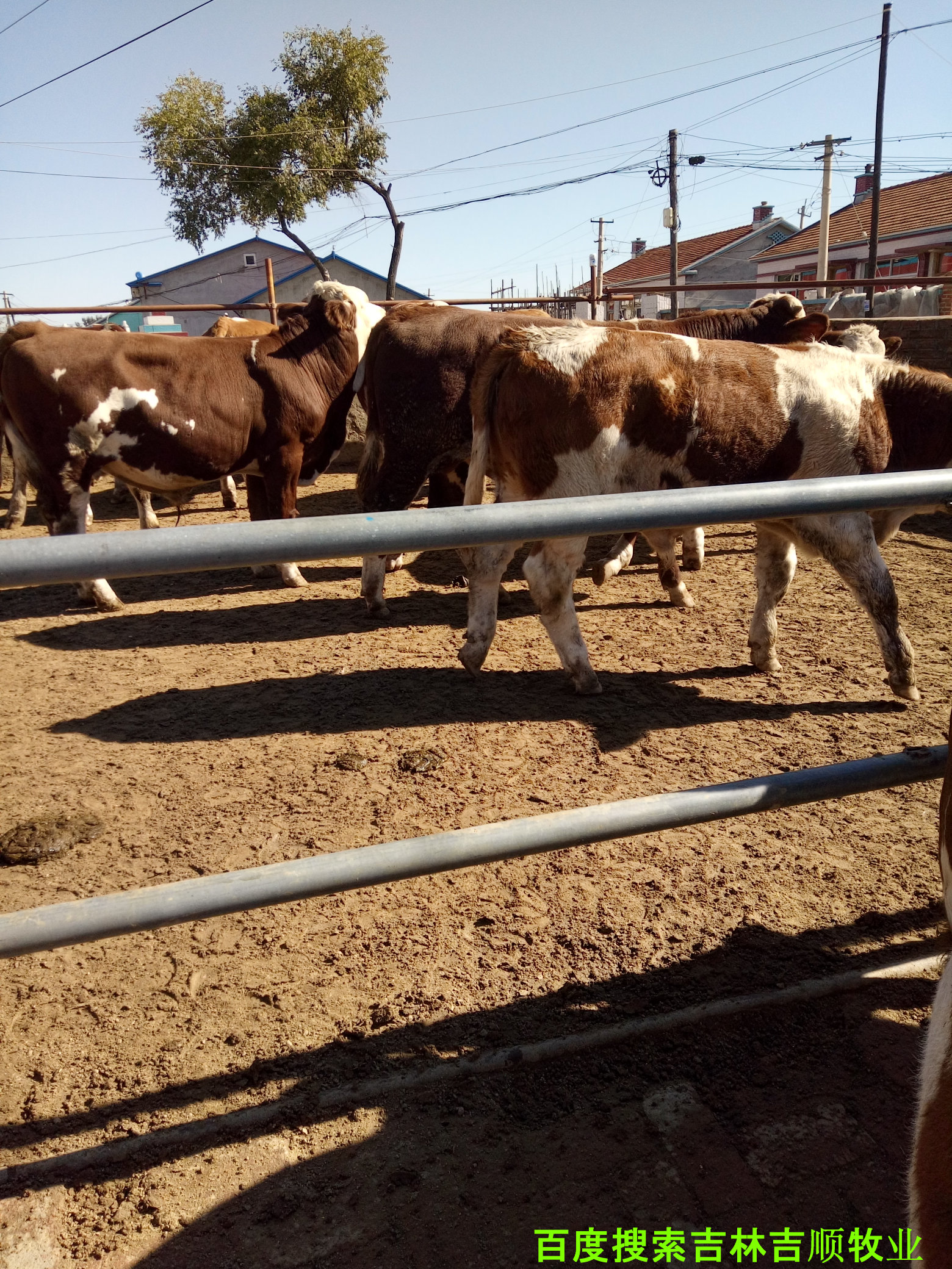 肉牛养殖过程中的疫病防控,肉牛常见病特征与防控知识集