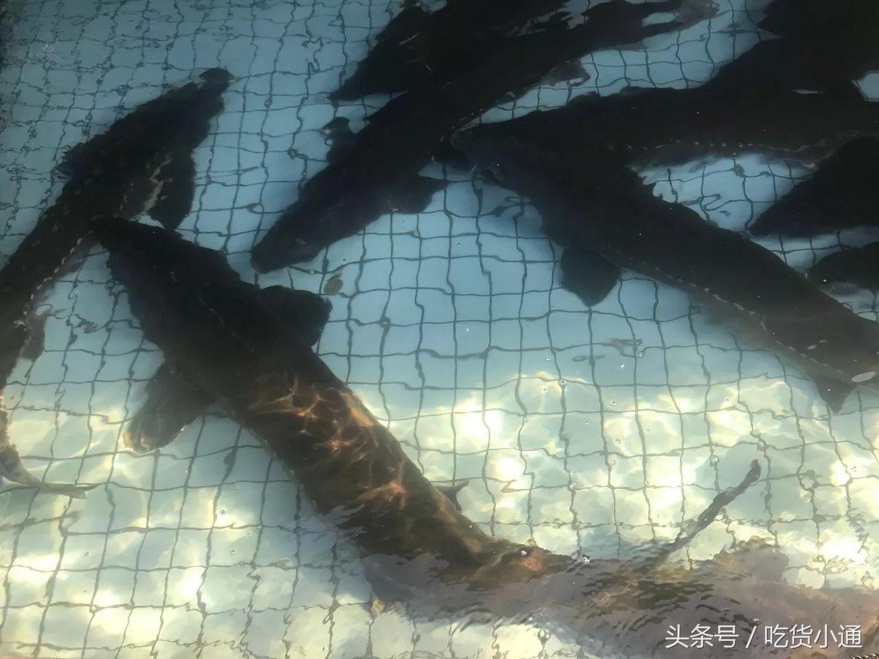 驱车4小时，终于品尝到传说中的“鱼子酱”！带你深挖背后的故事