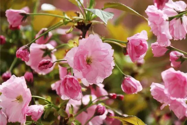 相约一起赏樱花,相约樱花园美景图片