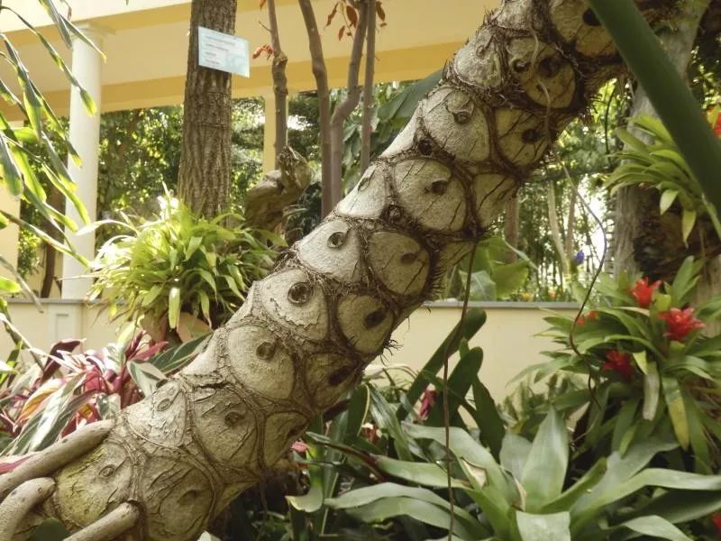 Mufeeling植物养护小百科｜春羽篇