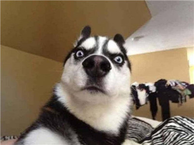 阿拉斯加和哈士奇有什么区别,阿拉斯加和哈士奇到底谁更厉害