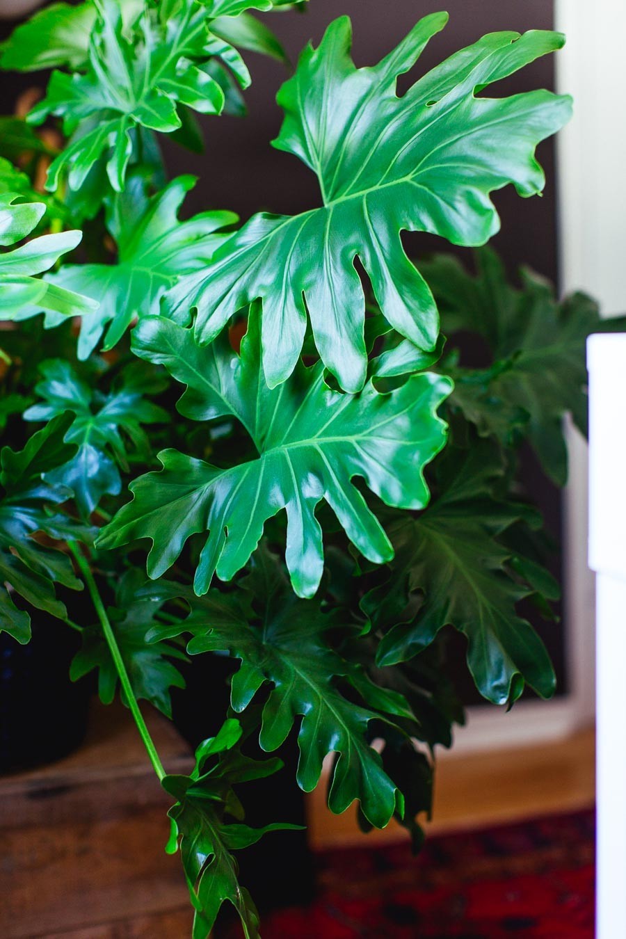 Mufeeling植物养护小百科｜春羽篇