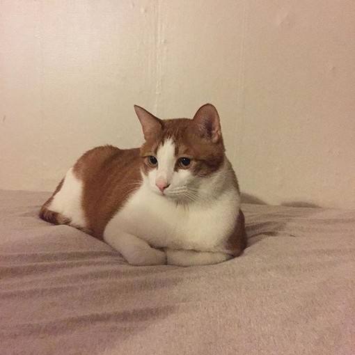 领养的猫咪经常生虫，有皮肤病，肿么办？