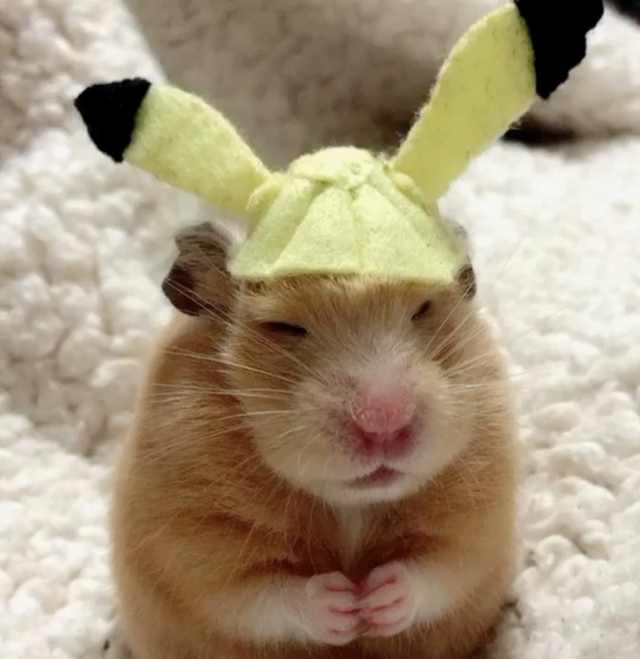 浠撻紶鍙埍钀屽寲,鍙埍鐨勫皬浠撻紶cosplay