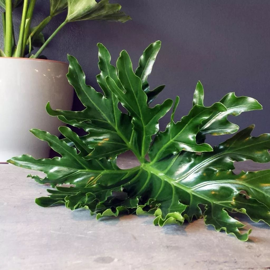 Mufeeling植物养护小百科｜春羽篇