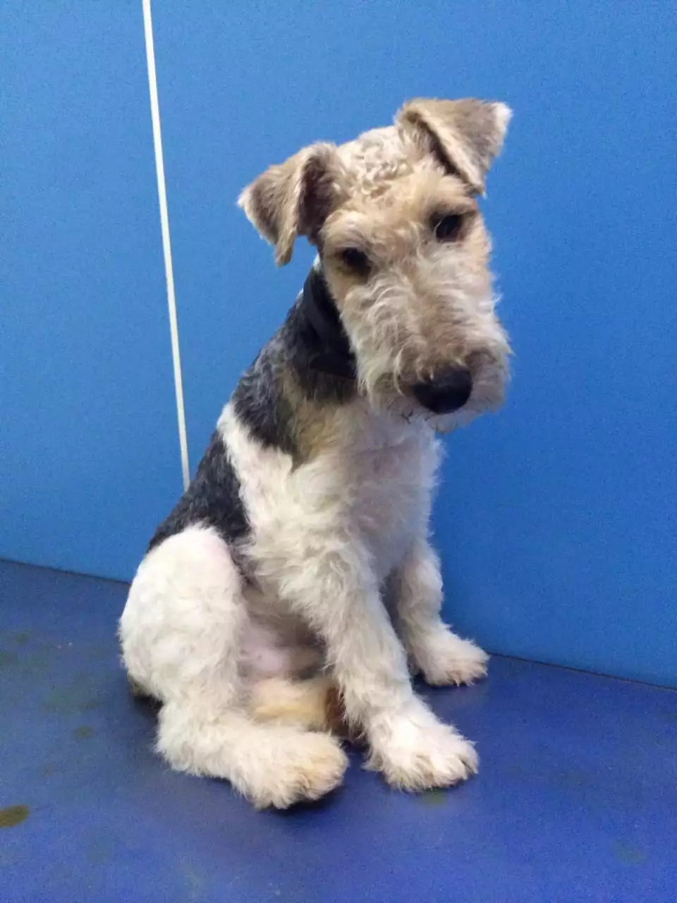 关于刚毛猎狐梗,刚毛猎狐梗视频