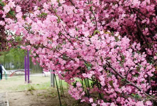相约一起赏樱花,相约樱花园美景图片
