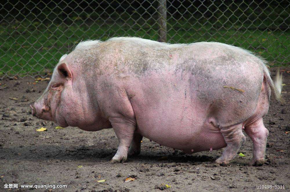 猪肛脱出怎么处理,猪肛门脱出怎么治疗