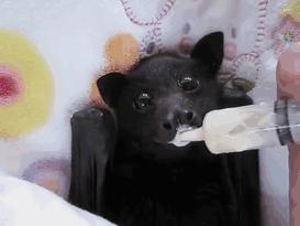 看了会恐惧图片,恐怖又诡异的蝙蝠图片