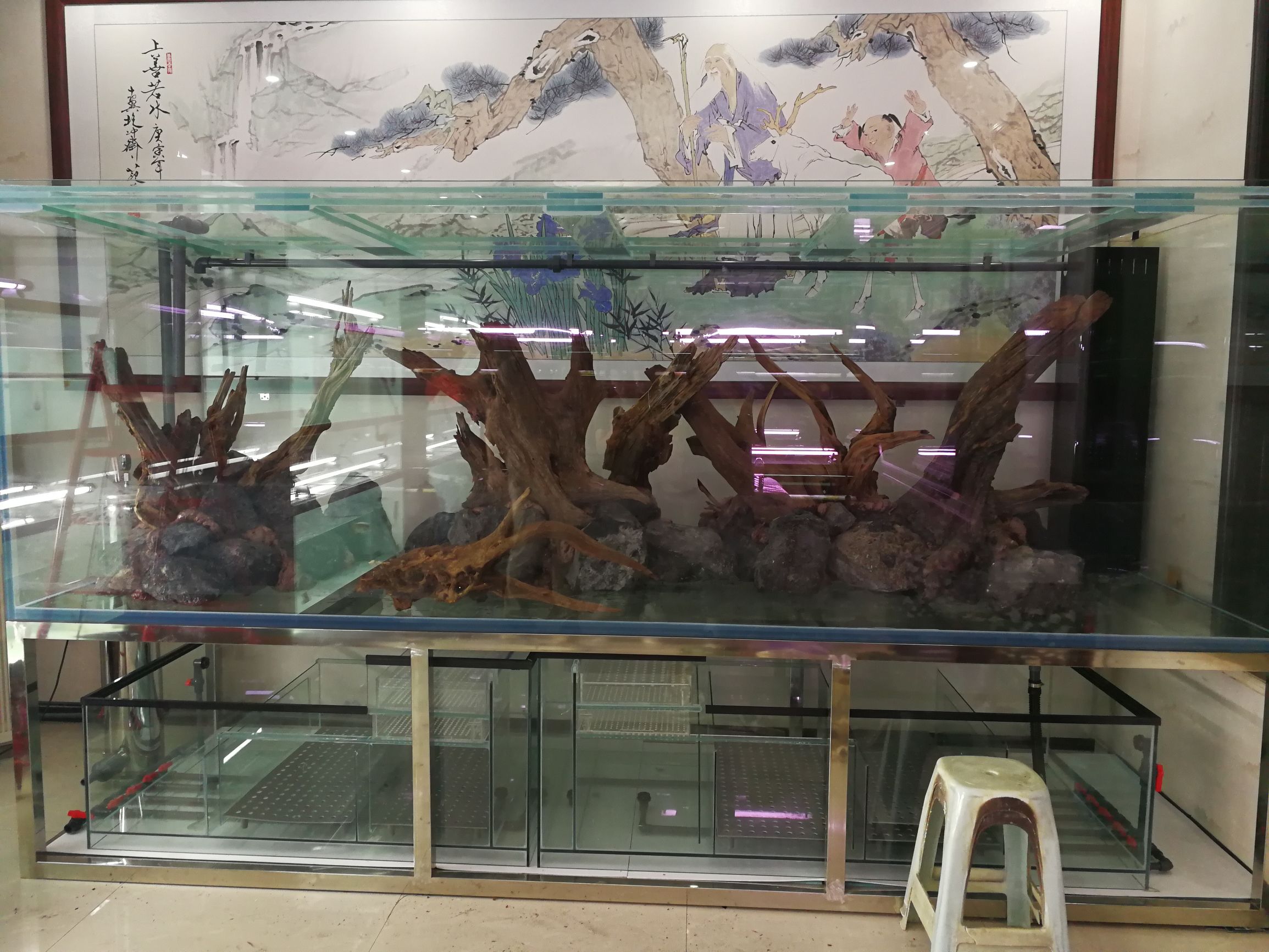 水草缸可以养龙鱼吗,震撼草缸