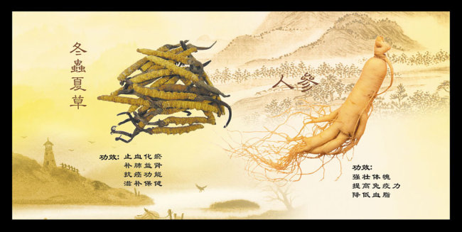 青海老妈妈讲给你听：冬虫夏草十大功效！很实用！