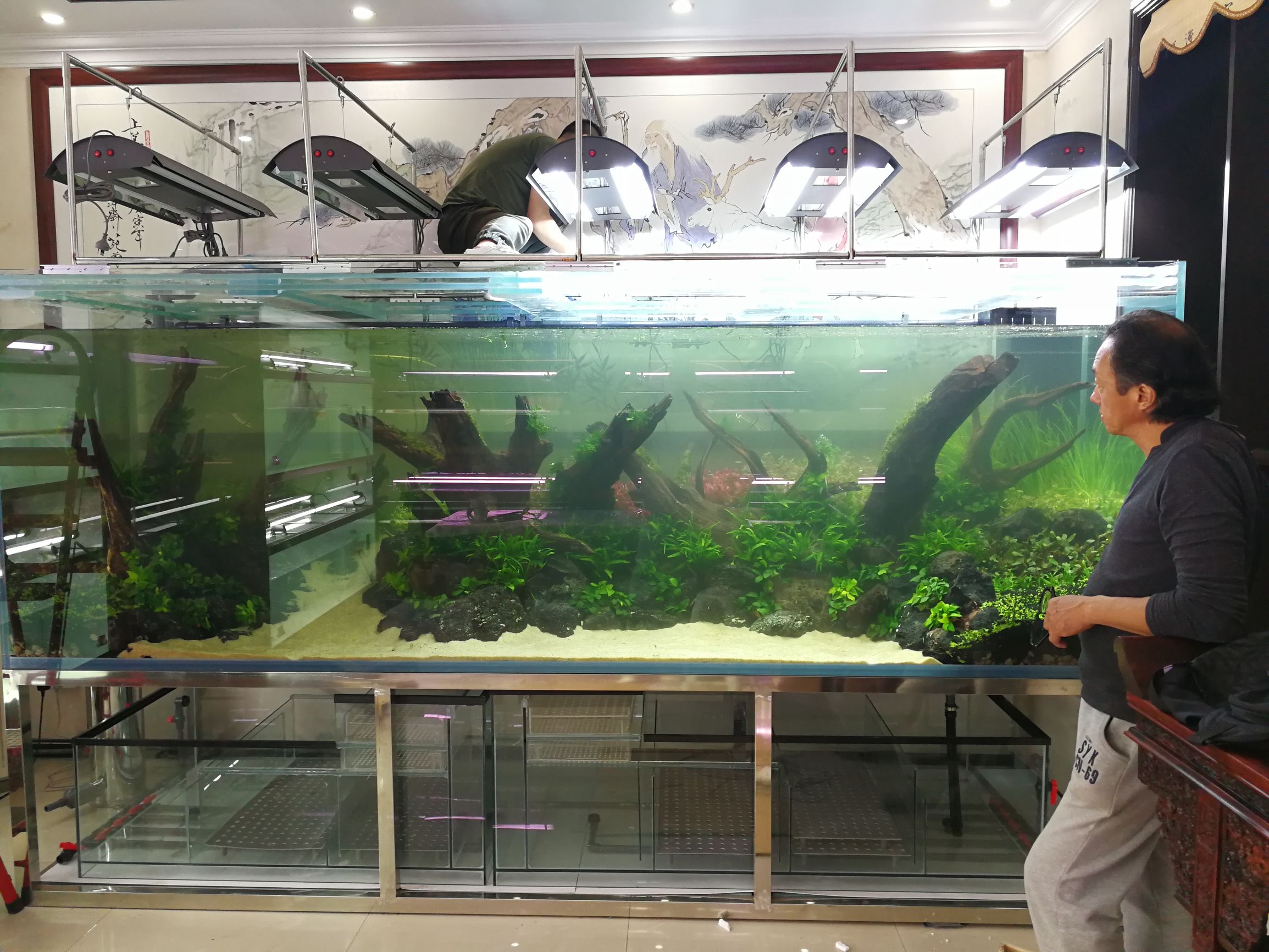 水草缸可以养龙鱼吗,震撼草缸